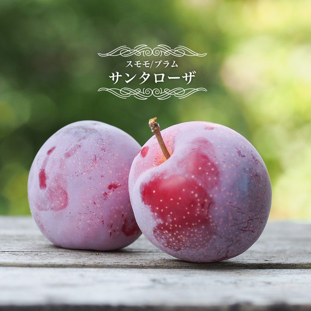 プラム・スモモ サンタローザ 苗 販売 苗木部 By 花ひろばオンライン
