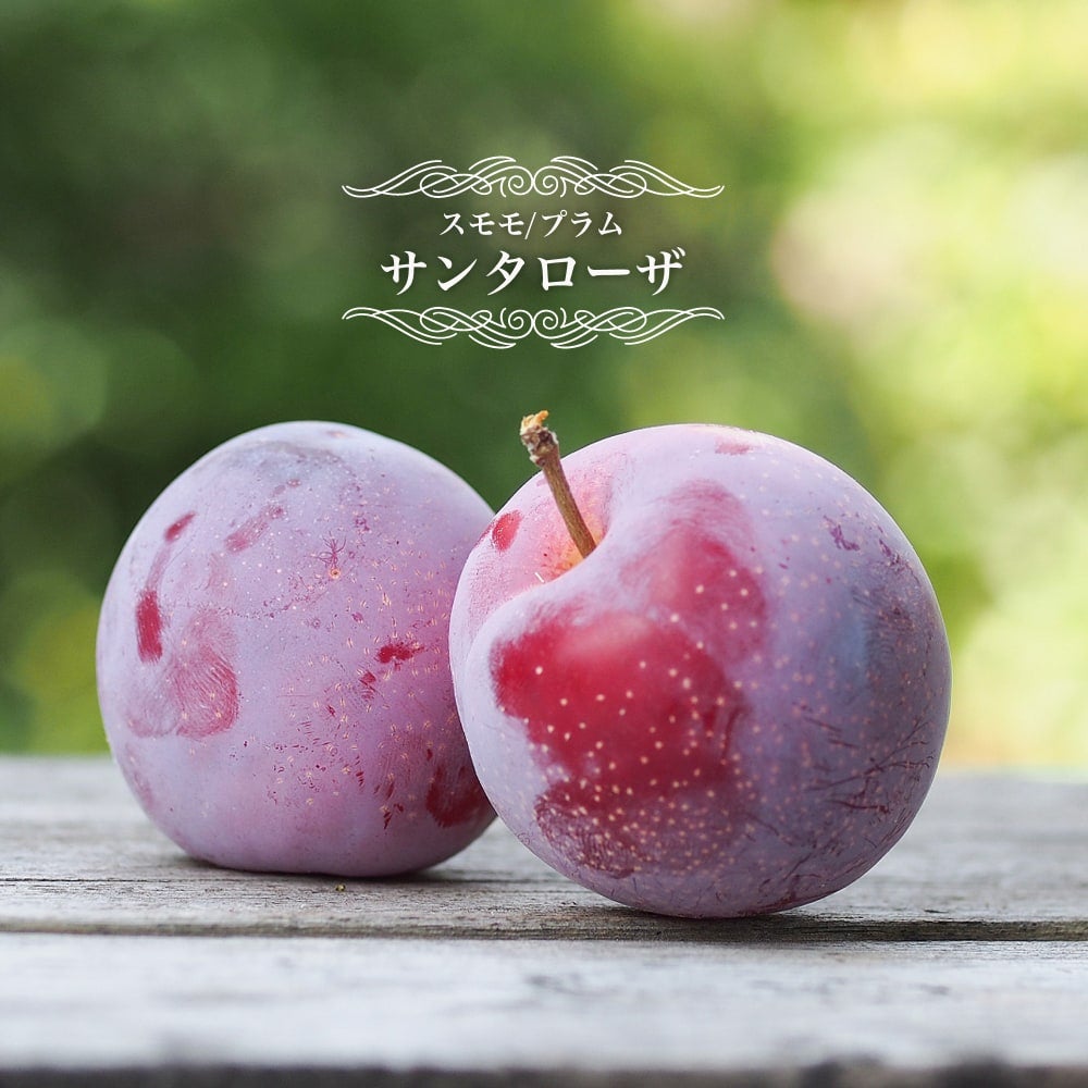 プラム　すもも サンタローザ １年生接ぎ木苗