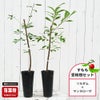 プラム　すもも　サンタローザとソルダムの受粉樹セット