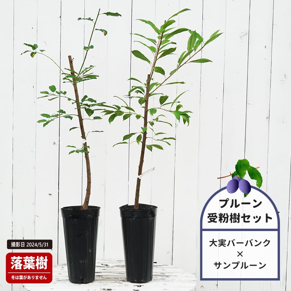 大実バーバンクプルーンとサンプルーンの受粉樹セット