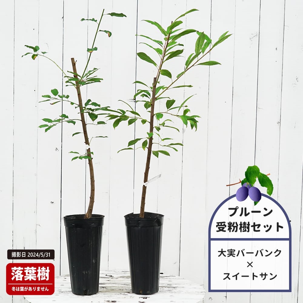 大実バーバンクプルーンとスイートサンプルーンの受粉樹セット