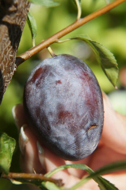 000000004555-01.jpg?size=l&w=