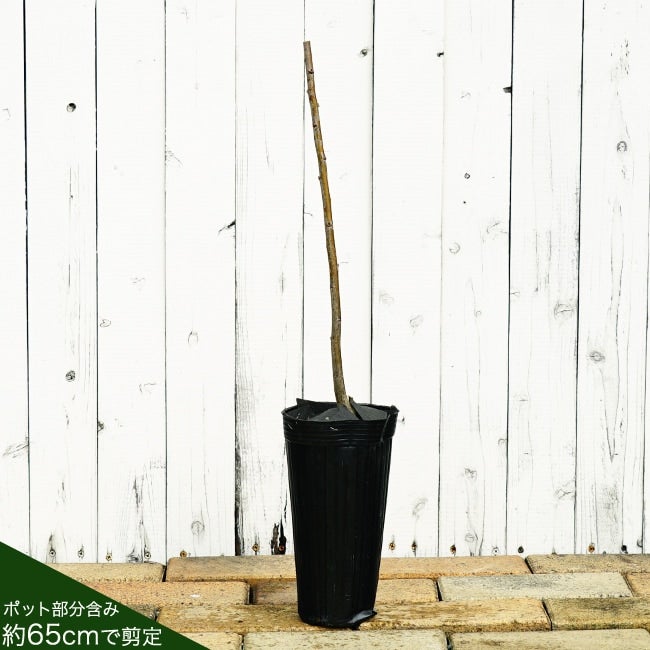 プラム・スモモ プルーン シュガー 苗 販売 苗木部 By 花ひろばオンライン