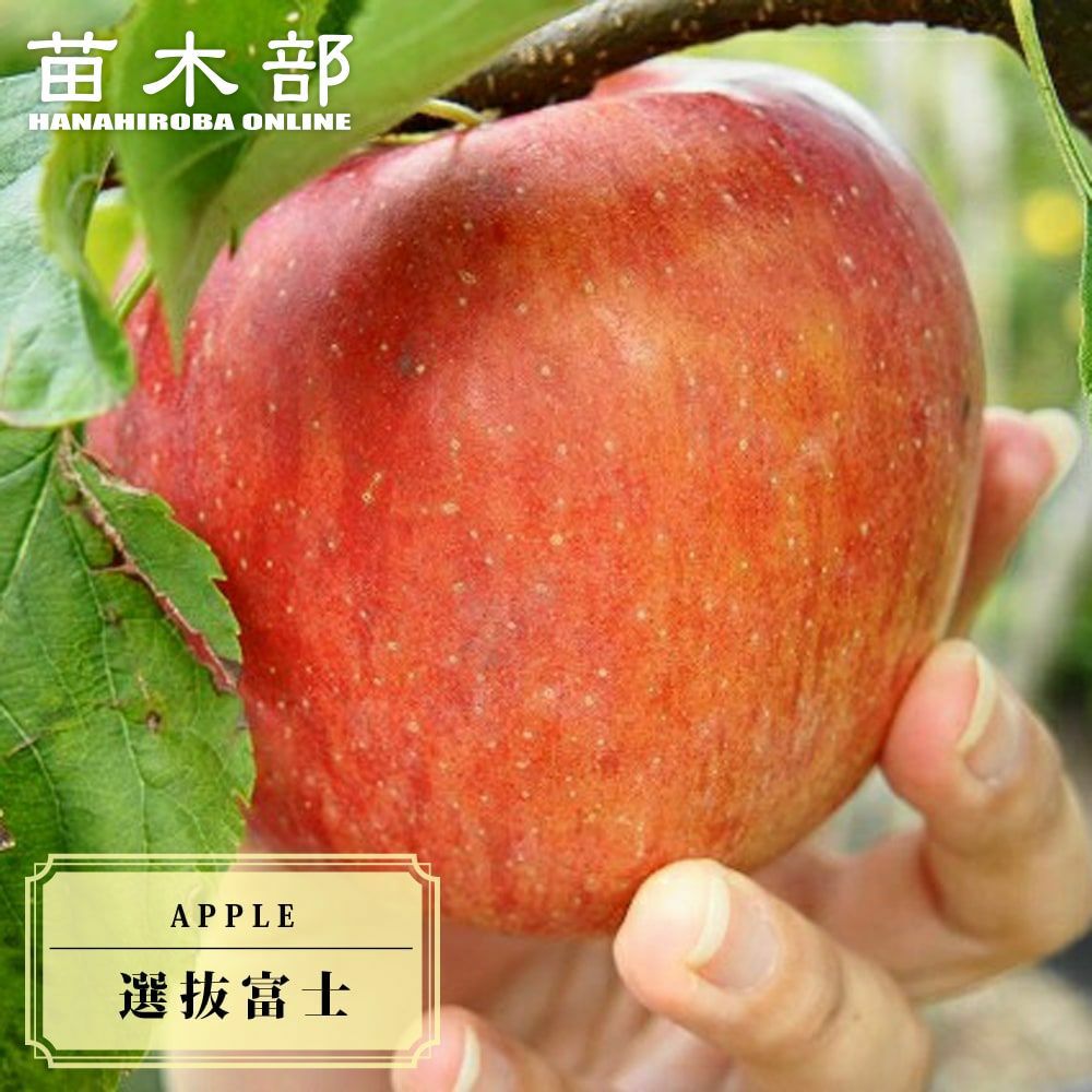 リンゴ 選抜富士 苗 おすすめ 苗木部 By 花ひろばオンライン