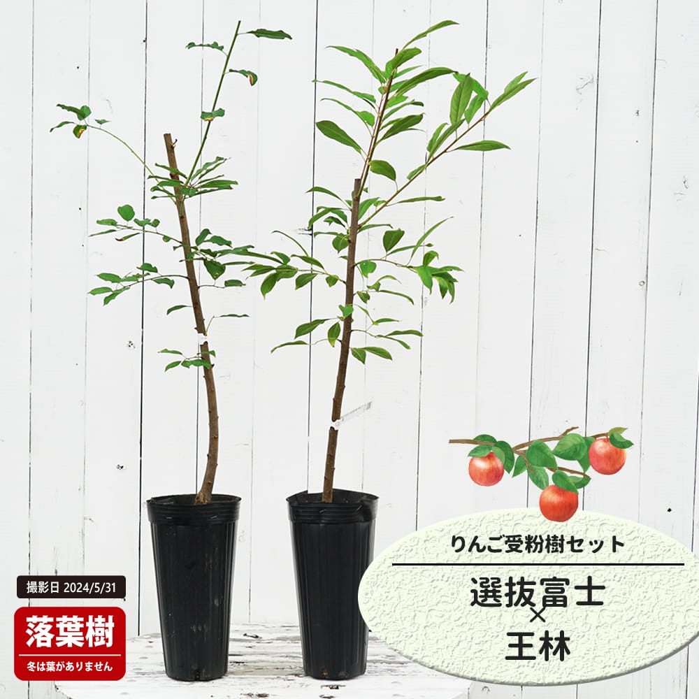りんご 選抜富士と王林の受粉樹セット