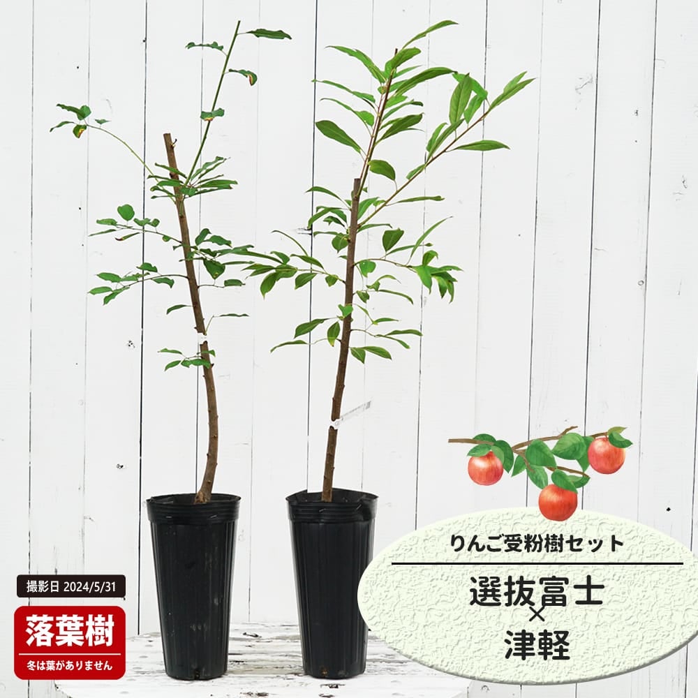 りんご 選抜富士と津軽の受粉樹セット