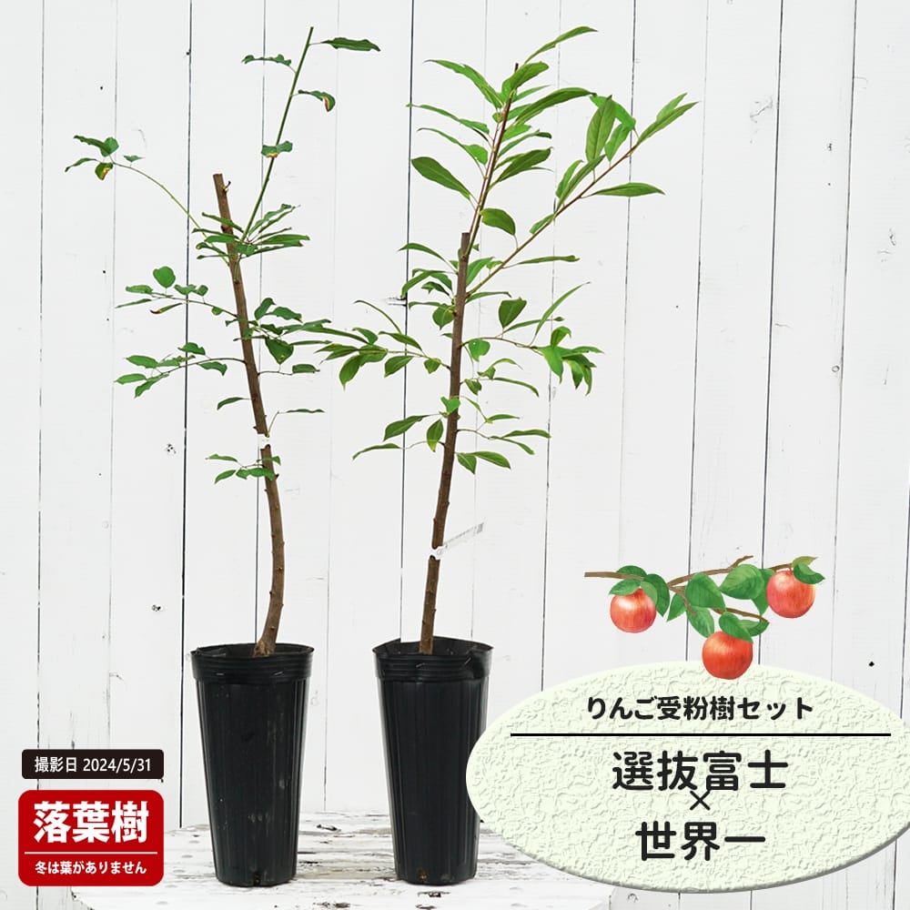 りんご 選抜富士と世界一の受粉樹セット