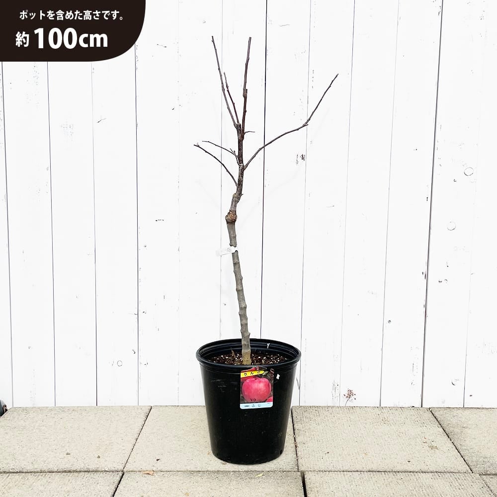 リンゴ 選抜富士 苗 植え方 苗木部 By 花ひろばオンライン