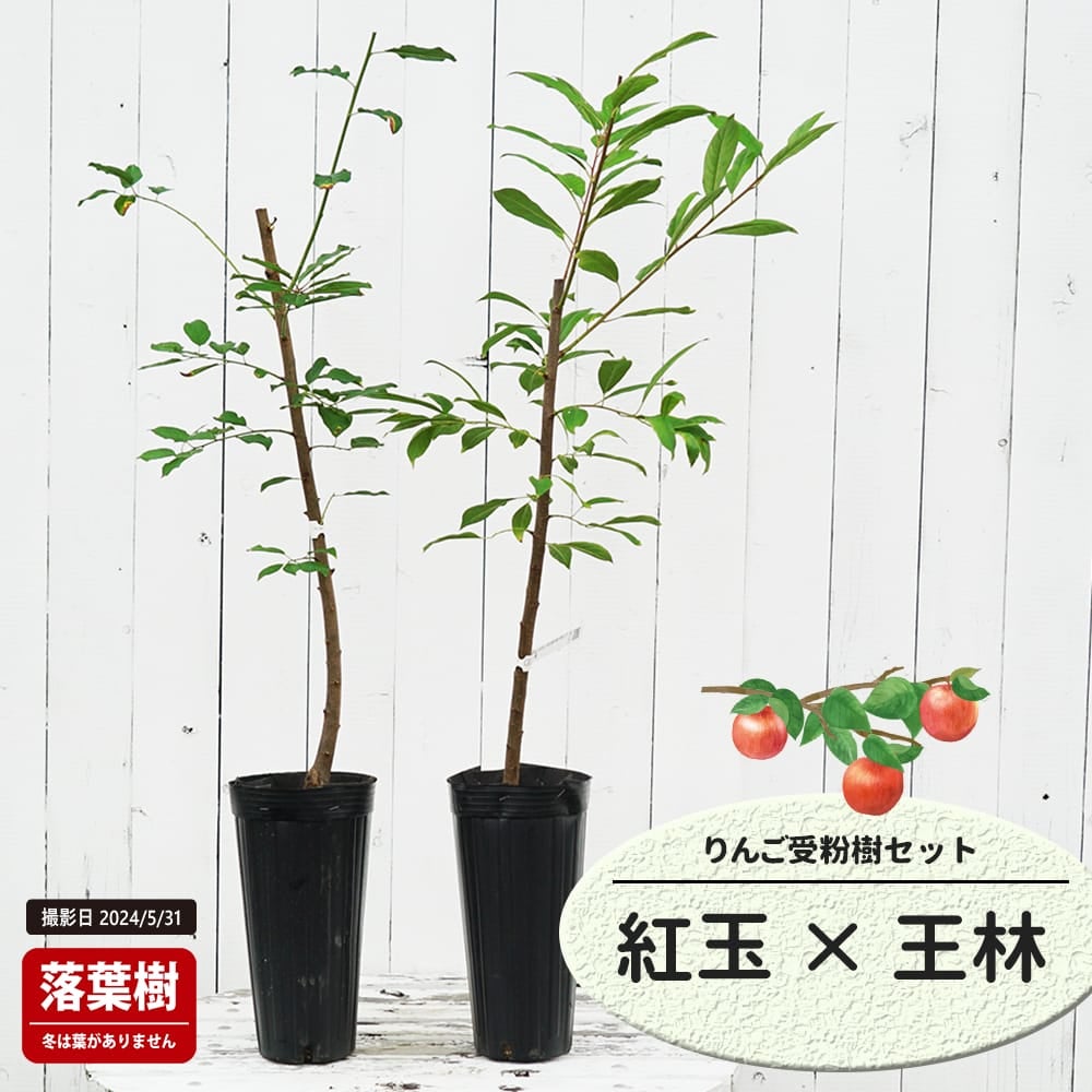 りんご 紅玉と王林の受粉樹セット