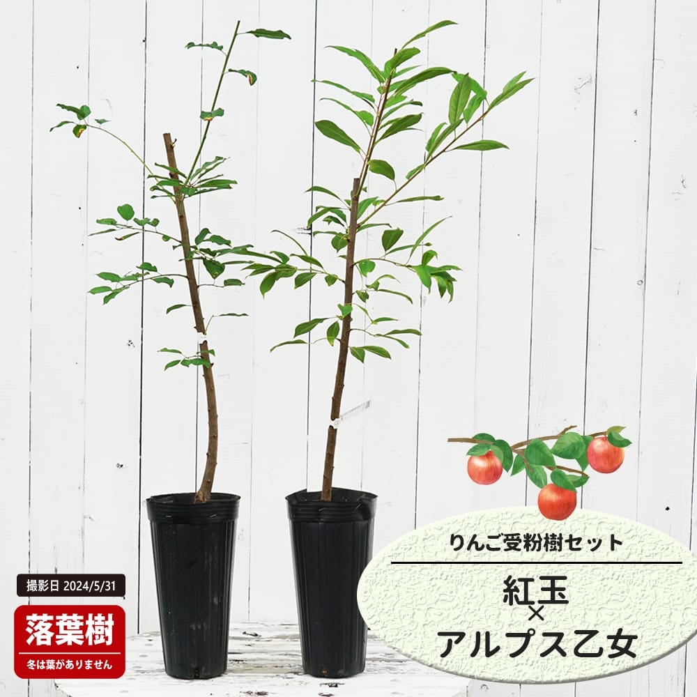 りんご 紅玉とアルプス乙女の受粉樹セット