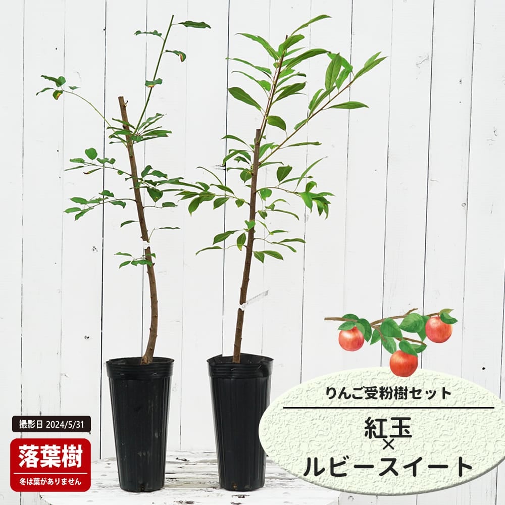 りんご 紅玉とルビースイートの受粉樹セット