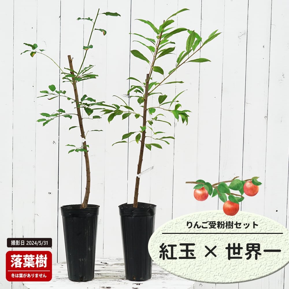 りんご 紅玉と世界一の受粉樹セット