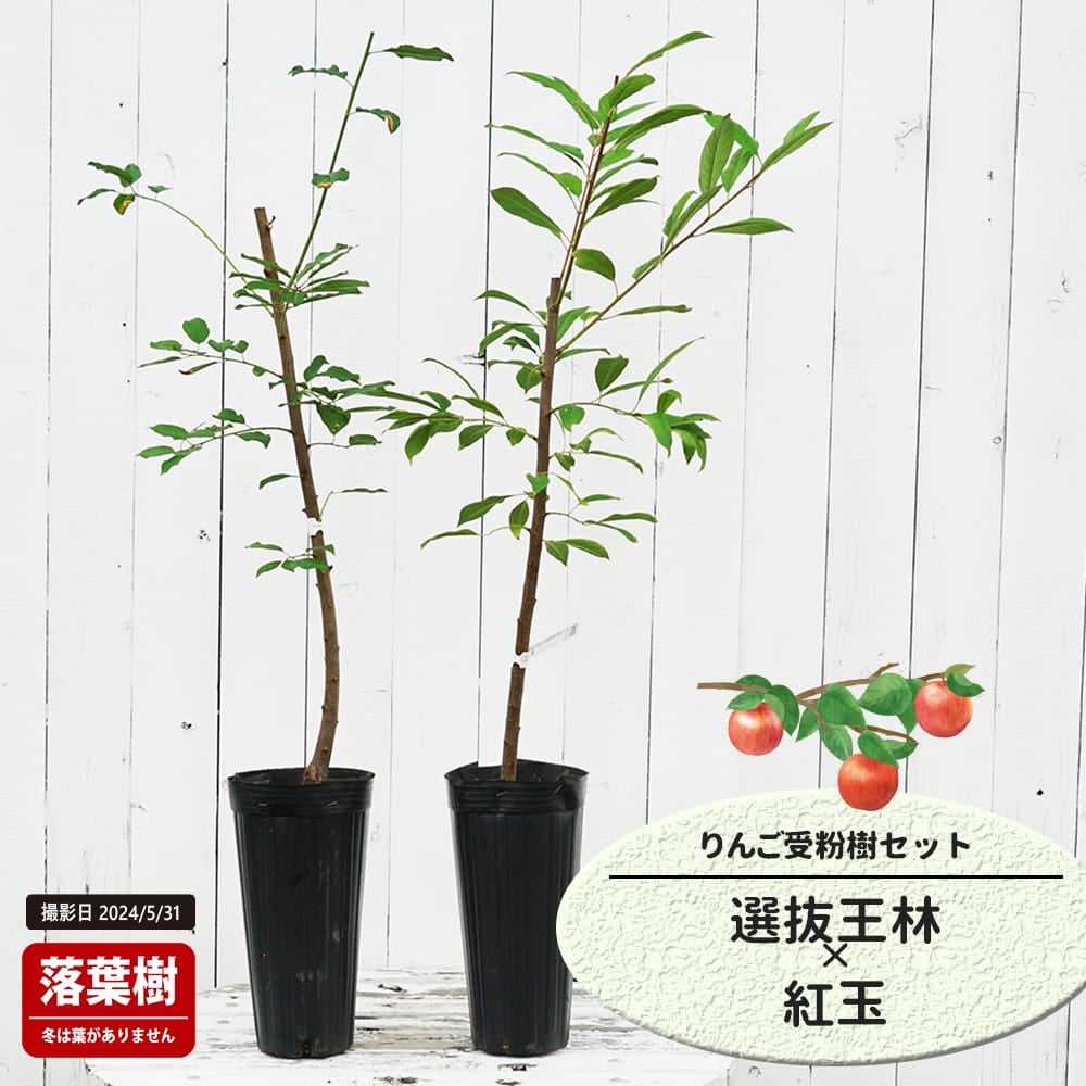 りんご 選抜王林と紅玉の受粉樹セット