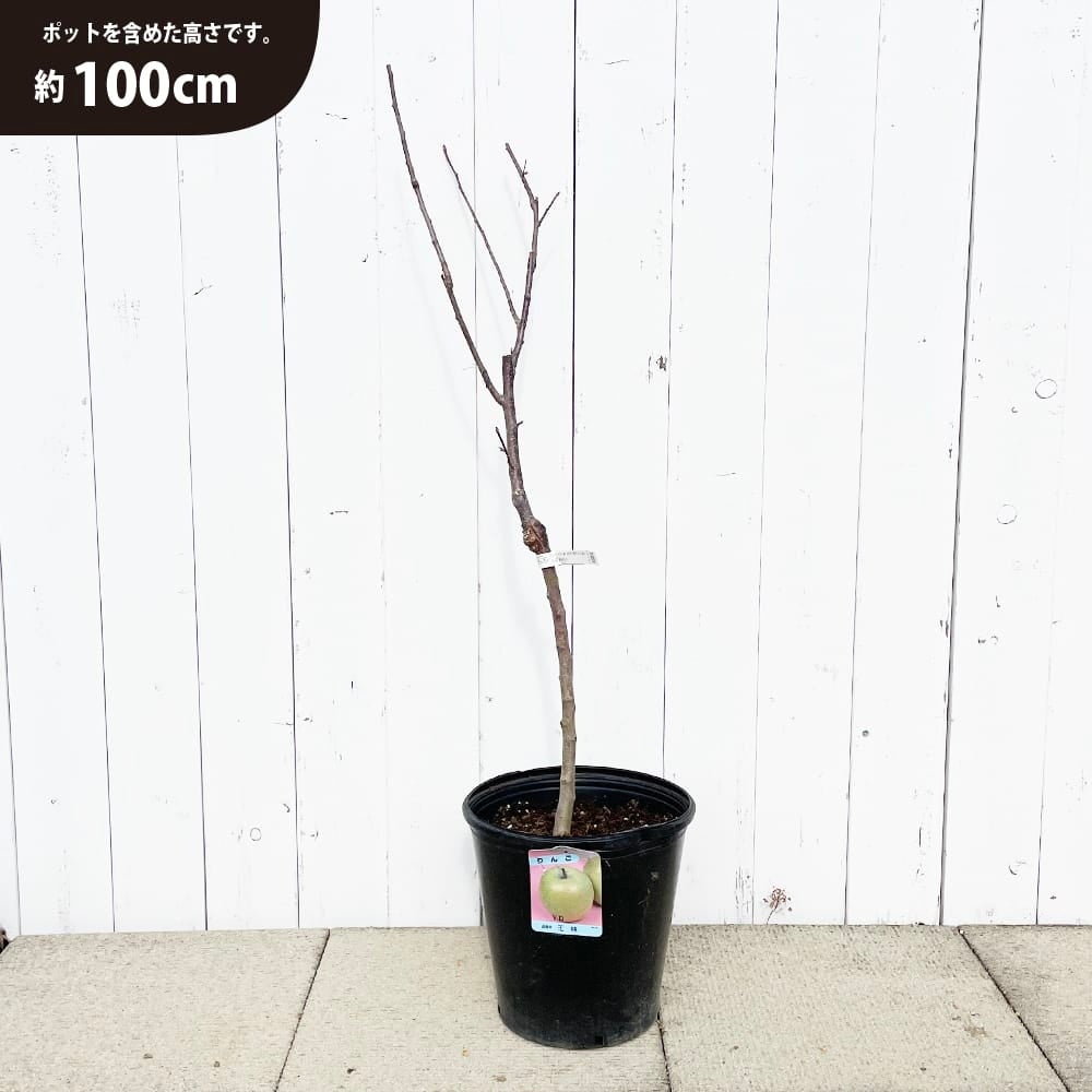 リンゴ 選抜王林 苗 育て方 苗木部 By 花ひろばオンライン