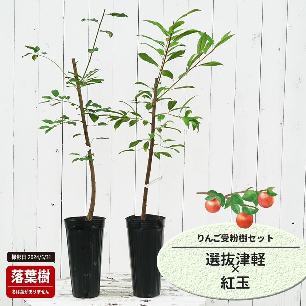 リンゴ 選抜津軽 苗 販売 苗木部 By 花ひろばオンライン