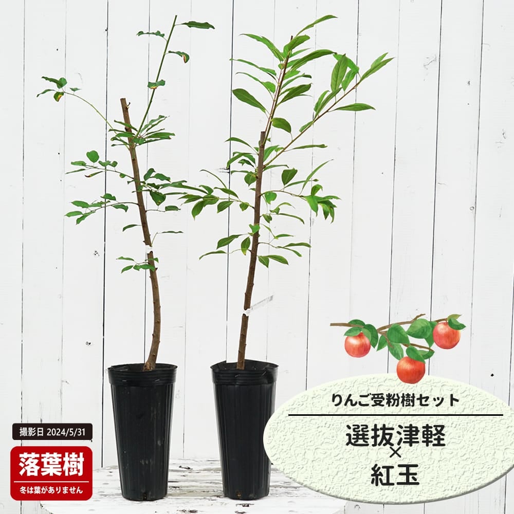 りんご 選抜津軽と紅玉の受粉樹セット