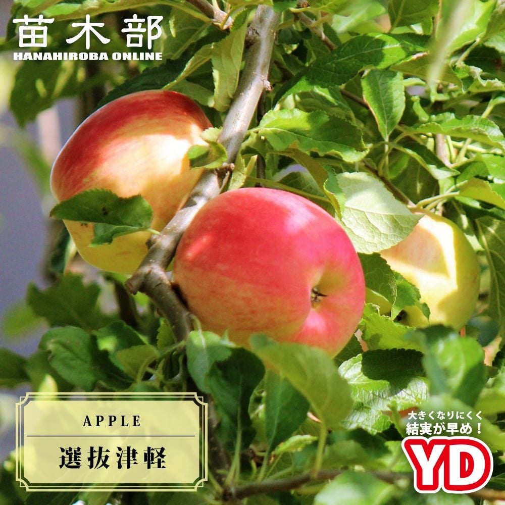 000000004603-01.jpg?size=m&w=