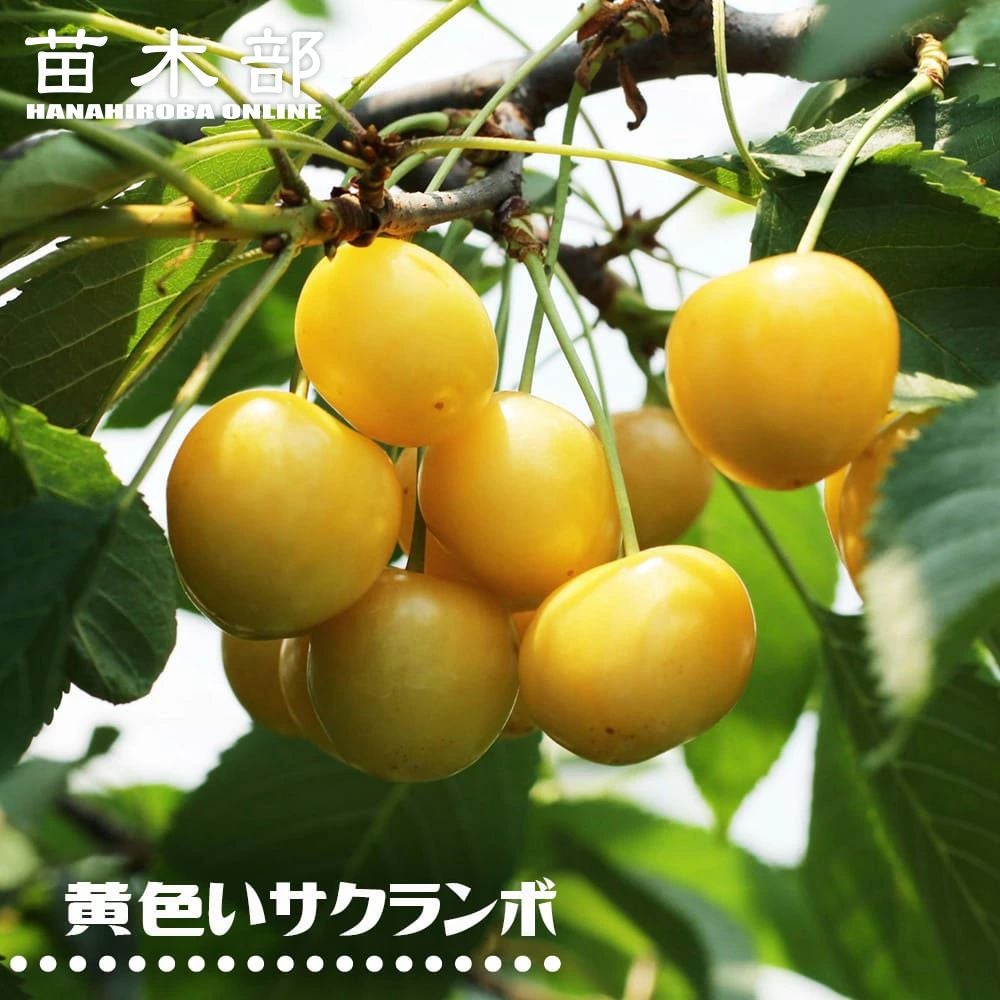 サクランボ 紅きらりの販売 苗木部 By 花ひろばオンライン