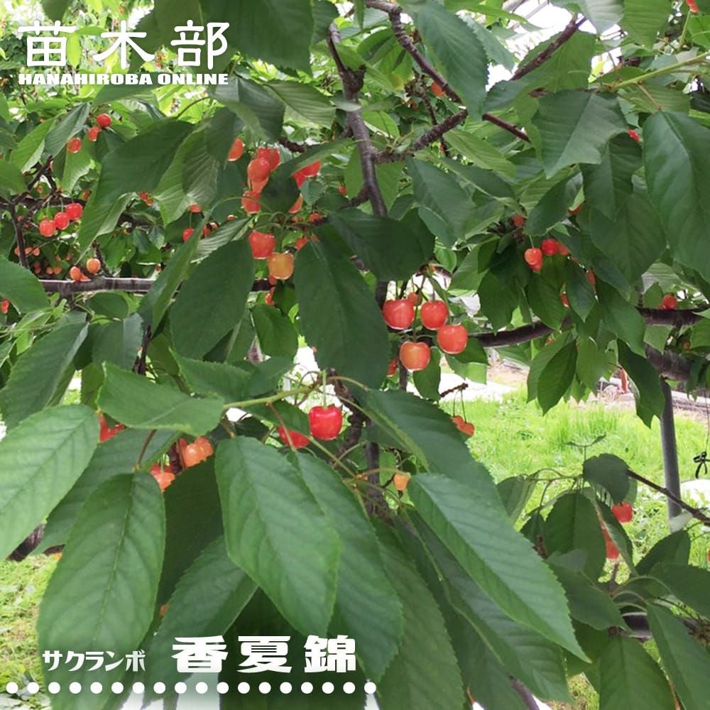 サクランボ 紅きらりの販売 苗木部 By 花ひろばオンライン