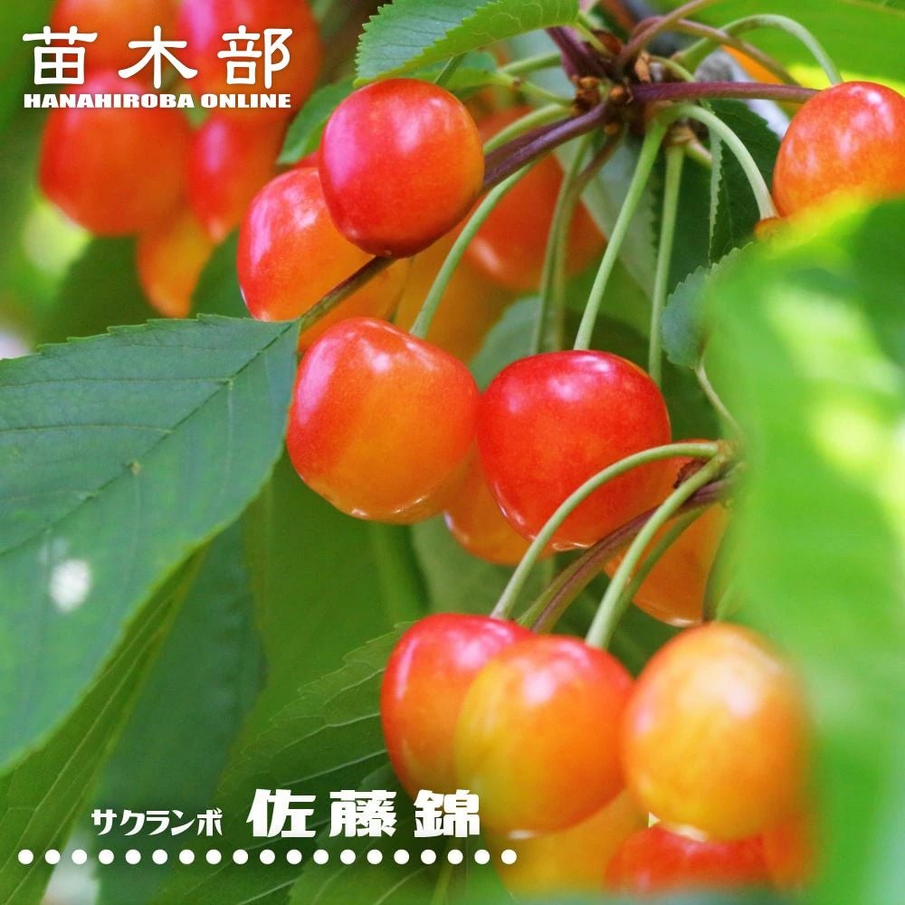 サクランボ 佐藤錦 苗 販売 苗木部 By 花ひろばオンライン