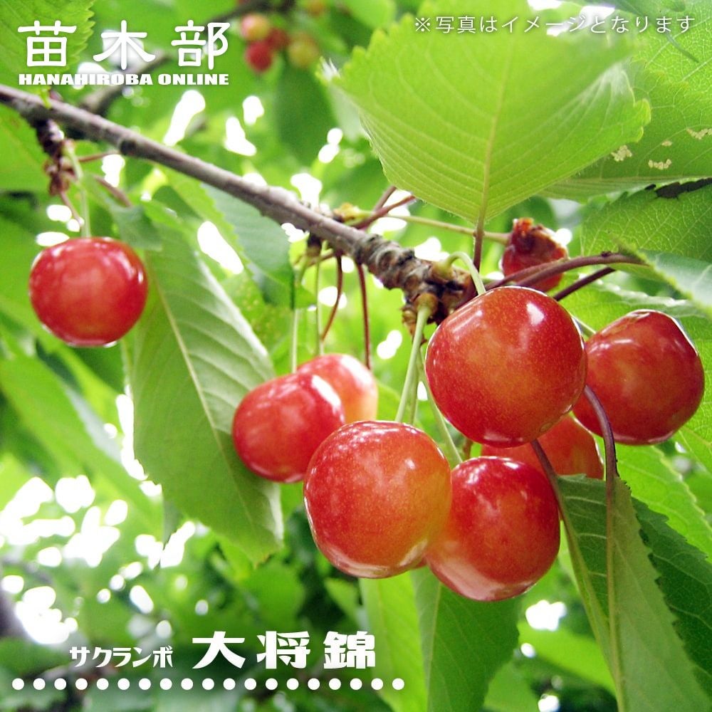 サクランボ 紅きらり 苗 販売 苗木部 By 花ひろばオンライン