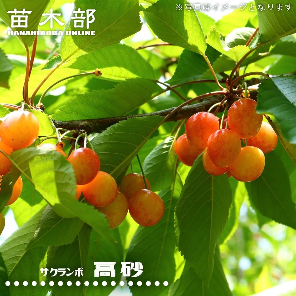 000000004629-01.jpg?size=m&w=