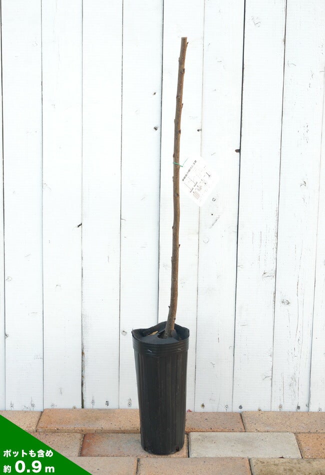 サクランボ ナポレオン 苗 通販 苗木部 By 花ひろばオンライン