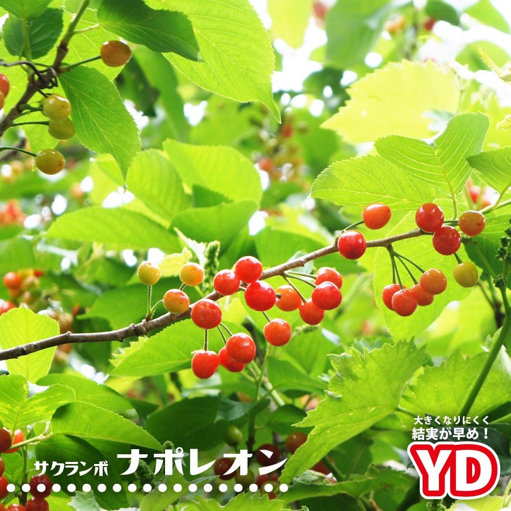 000000004632-01.jpg?size=m&w=