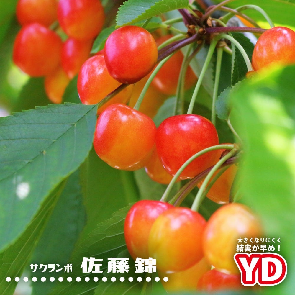 山形県産　佐藤錦苗木　 サクランボ 佐藤錦 苗 育て方 苗木部 By 花ひろばオンライン