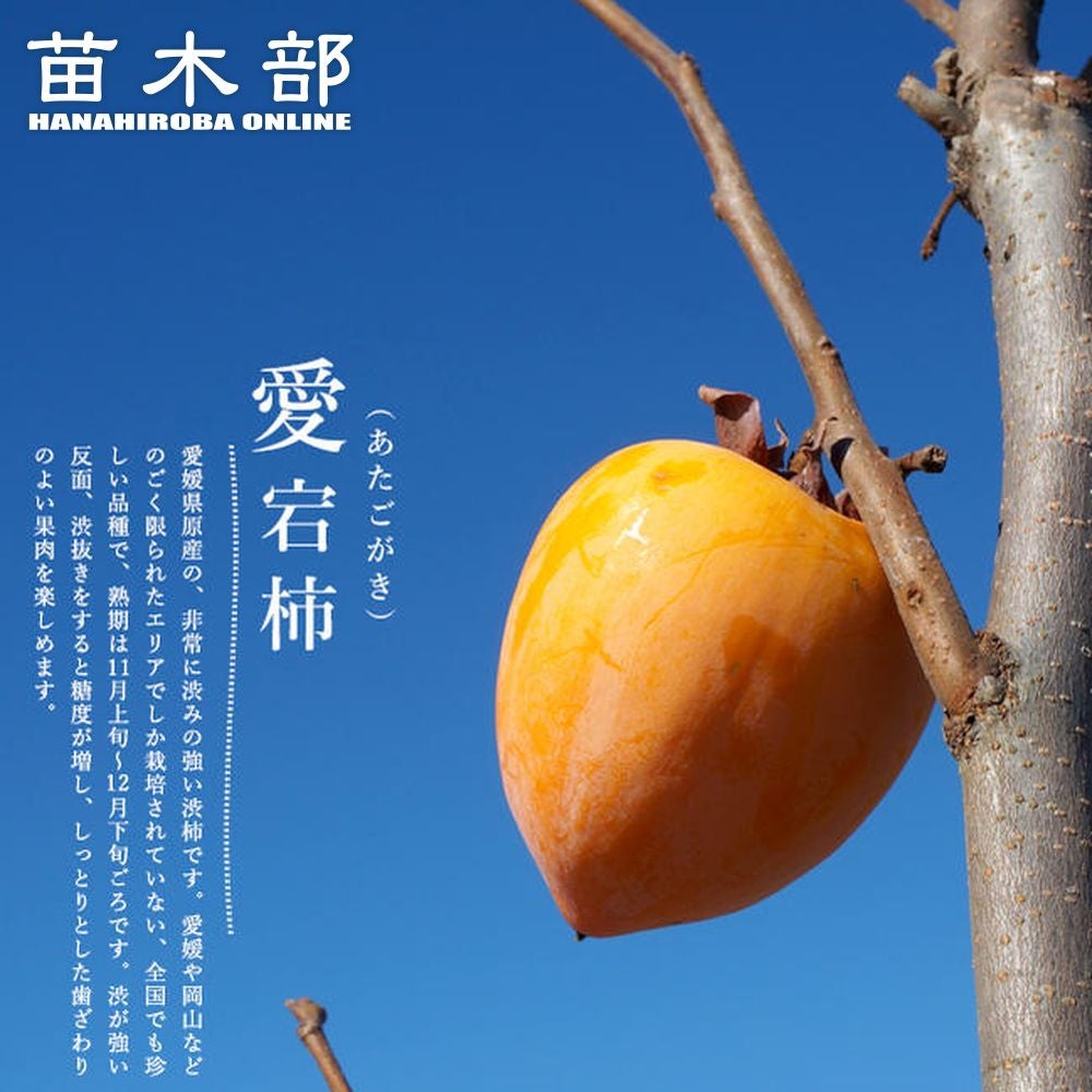 あたご柿 愛宕柿 3年生 苗木 干し柿作りに！ 000000004638-01.jpg?size=l&w=