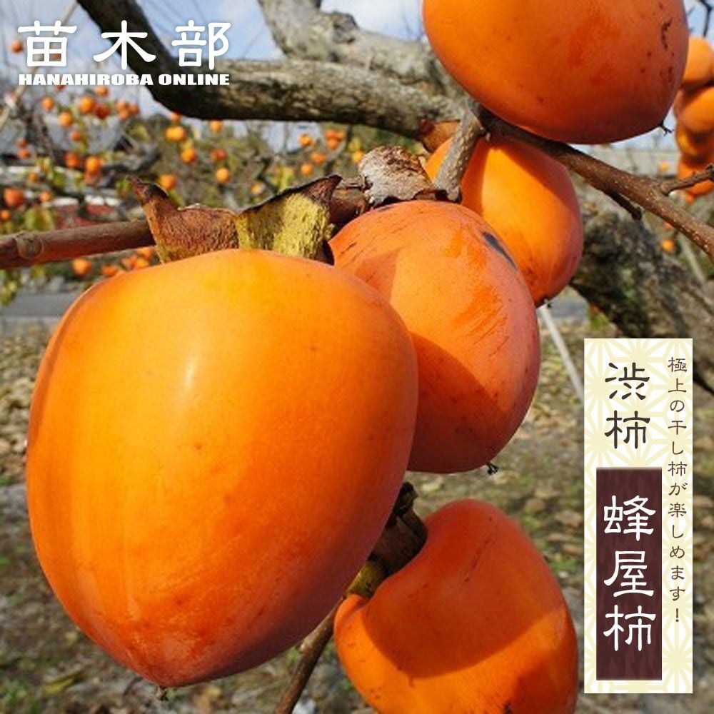 000000004646-01.jpg?size=l&w=