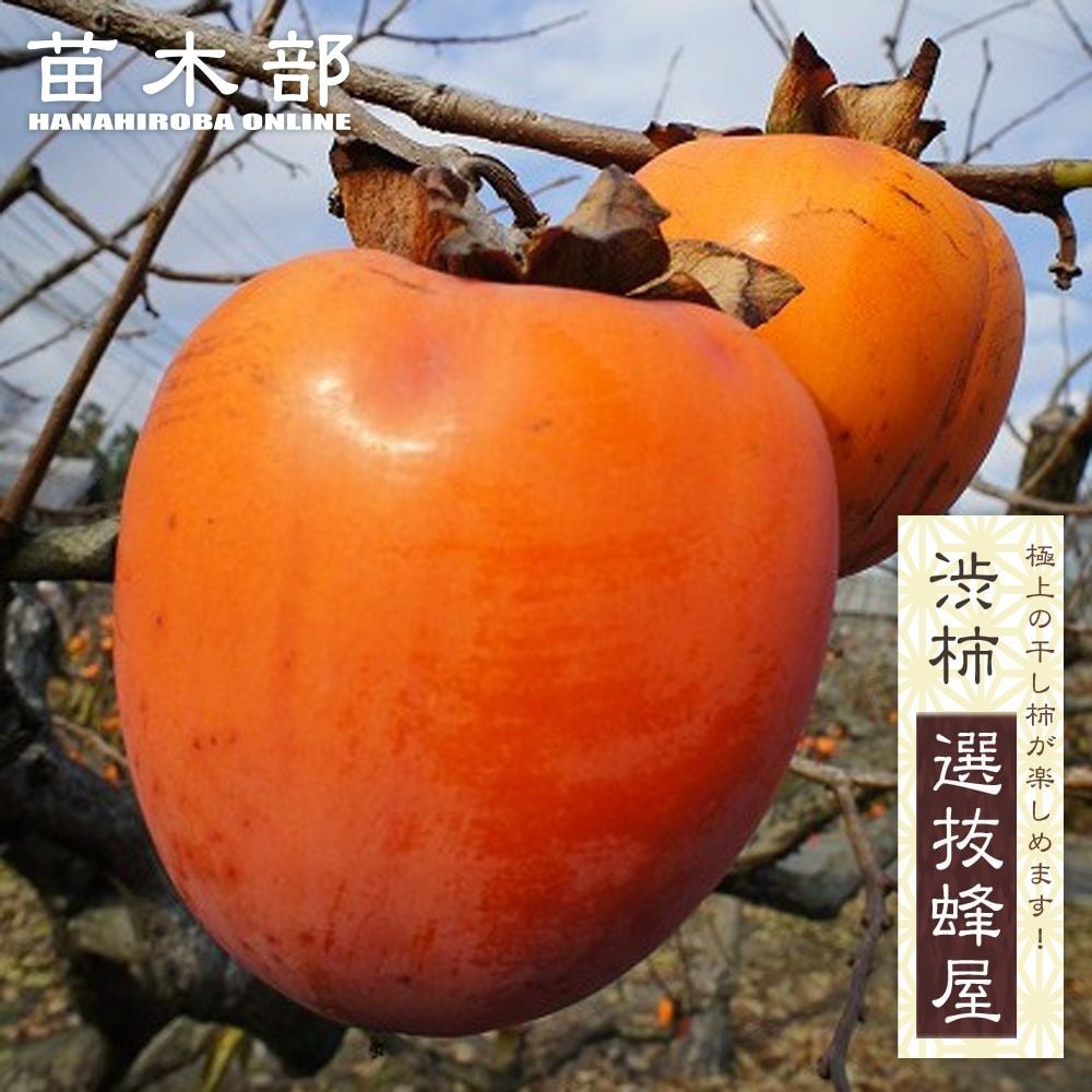 000000004647-01.jpg?size=m&w=