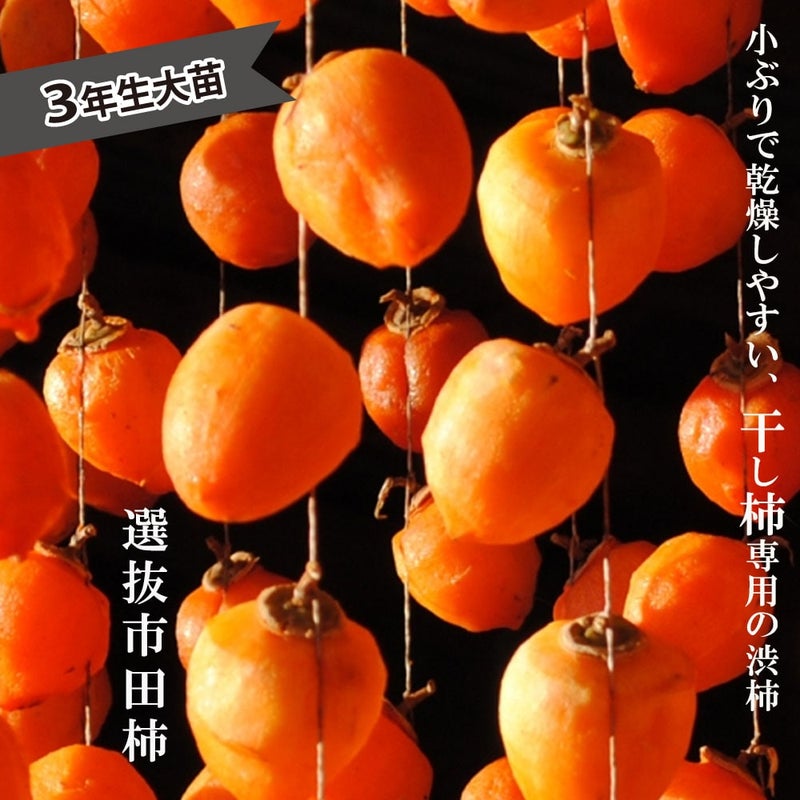 000000004649-01.jpg?size=l&w= 