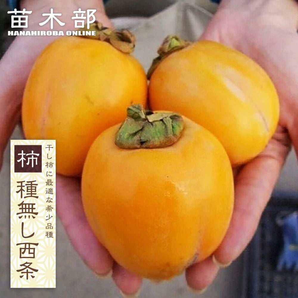 種無し西条 完全渋柿 苗 販売 苗木部 By 花ひろばオンライン