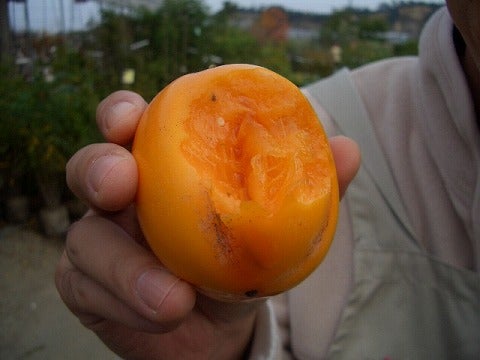 000000004652-02.jpg?size=l&w=