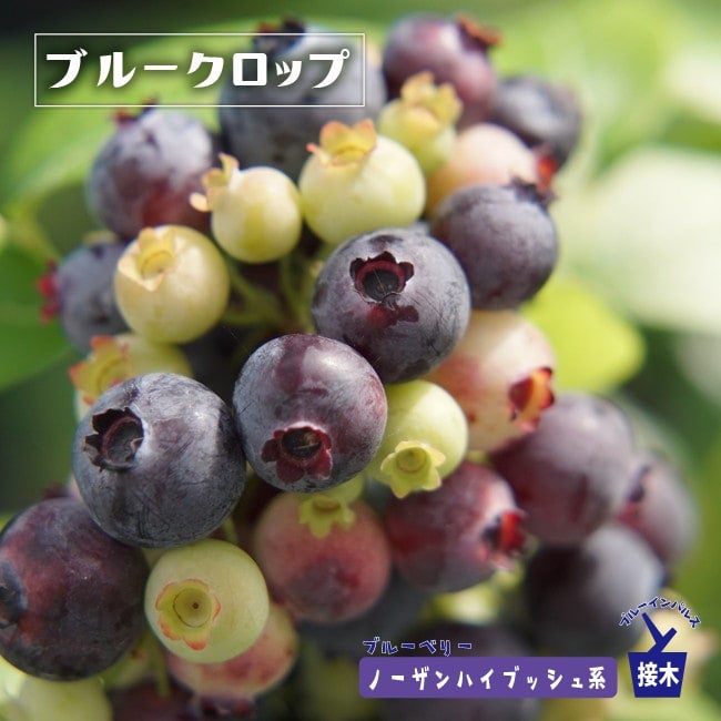 サンライズ ノーザンハイブッシュ系 ブルーベリー 苗 通販 苗木部