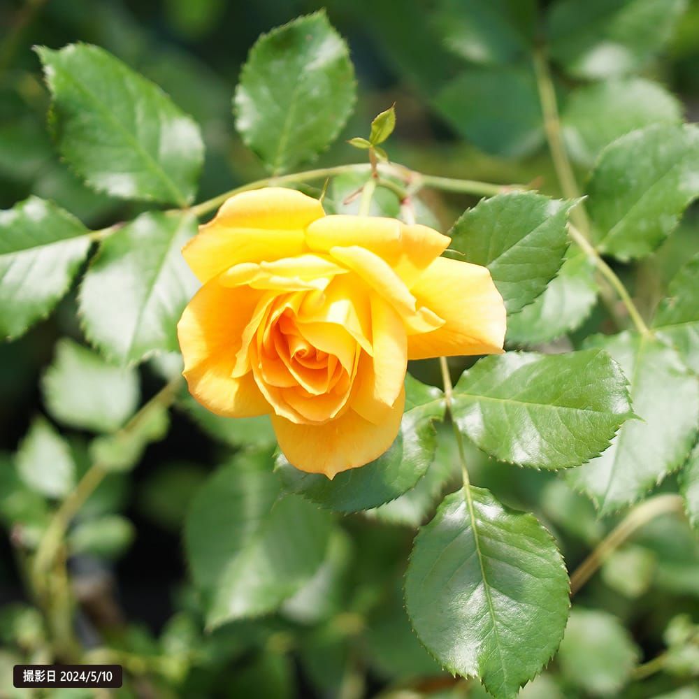 バラ サハラ'98 CL クライミング (つるバラ) 苗 おすすめ 苗木部