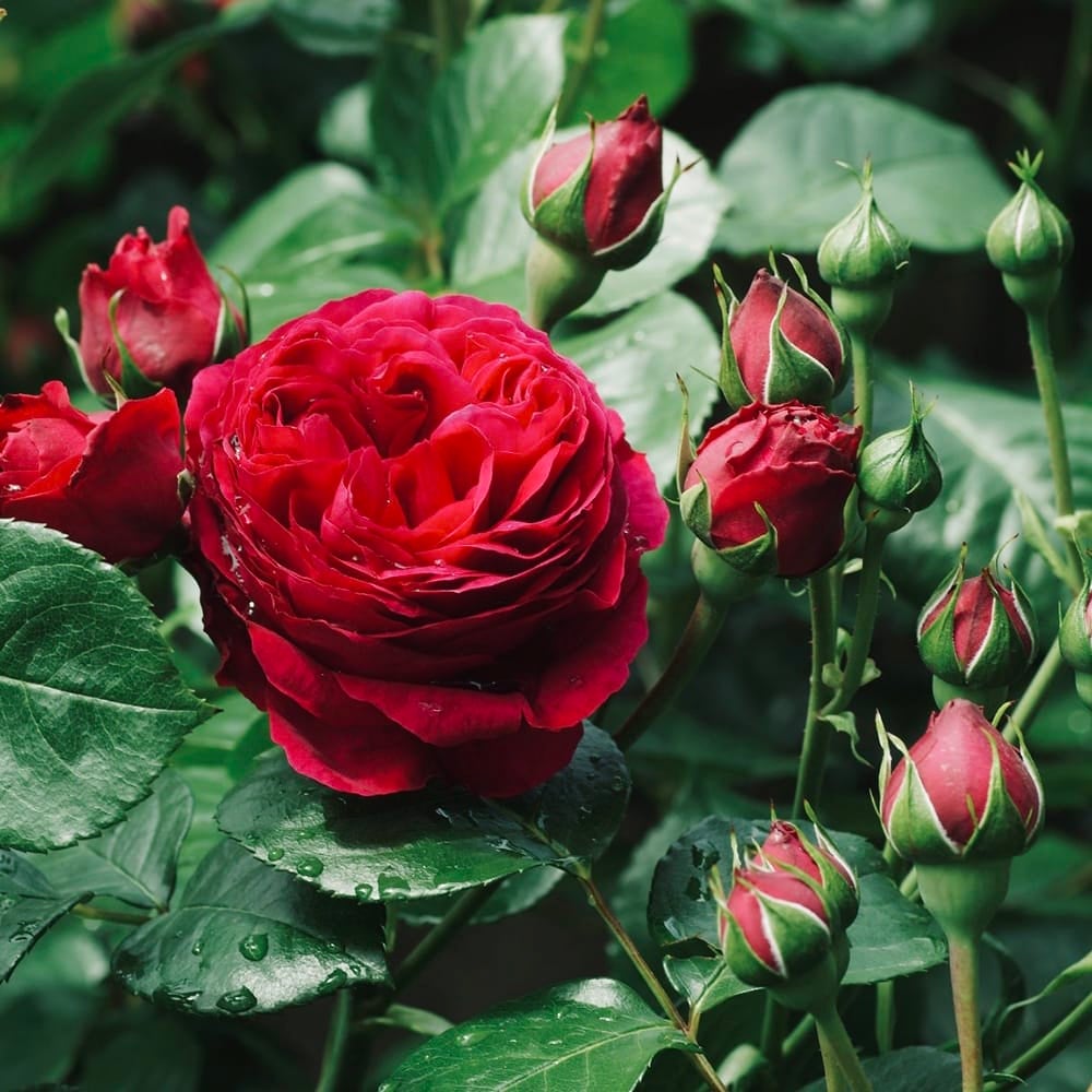 000000004681-02.jpg?size=l&w=