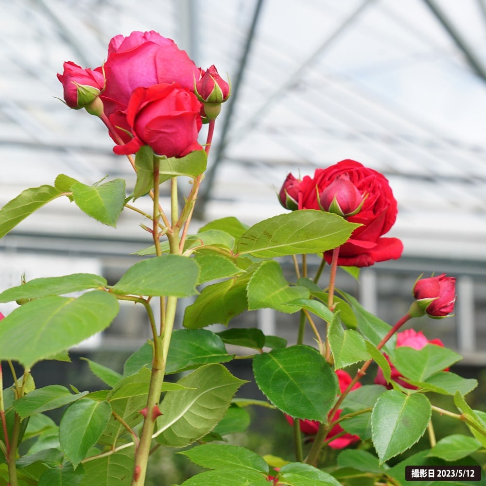 バラ ルージュピエールドゥロンサール S シュラブ （半つるバラ） 苗