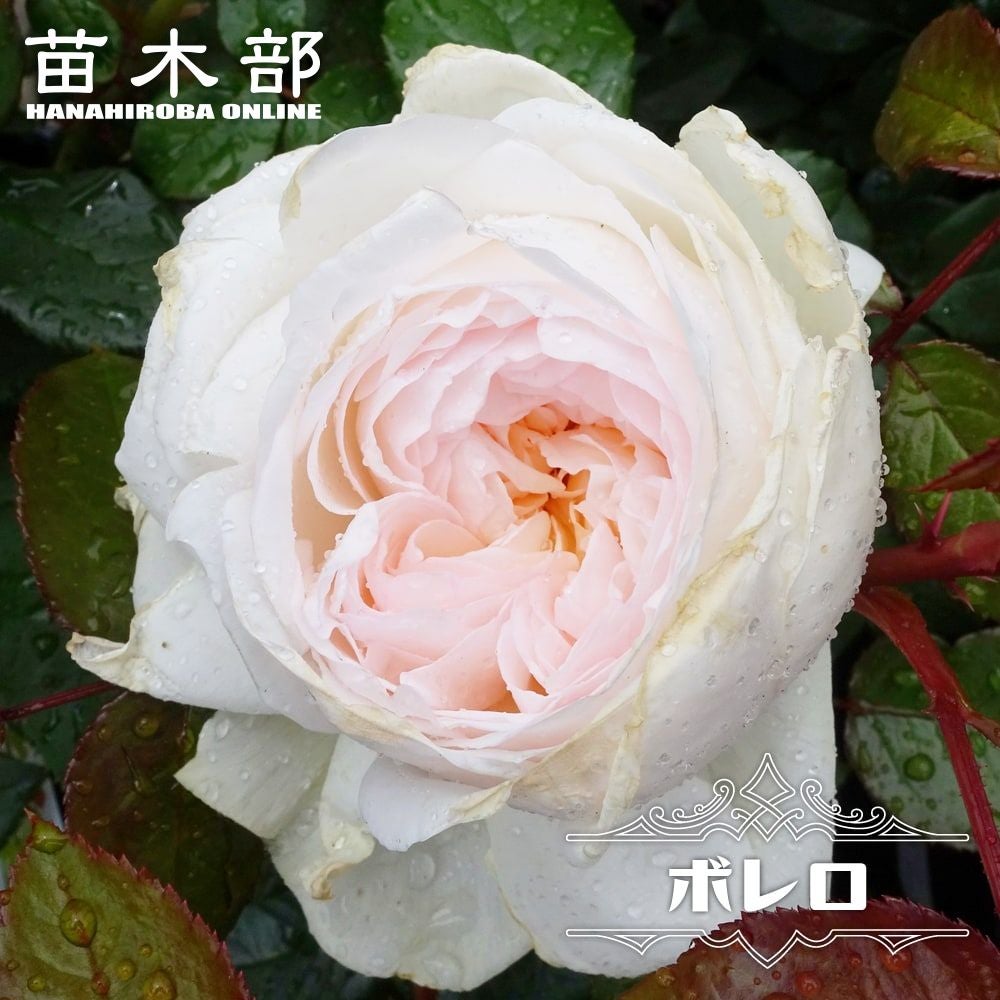 000000004691-01.jpg?size=l&w=