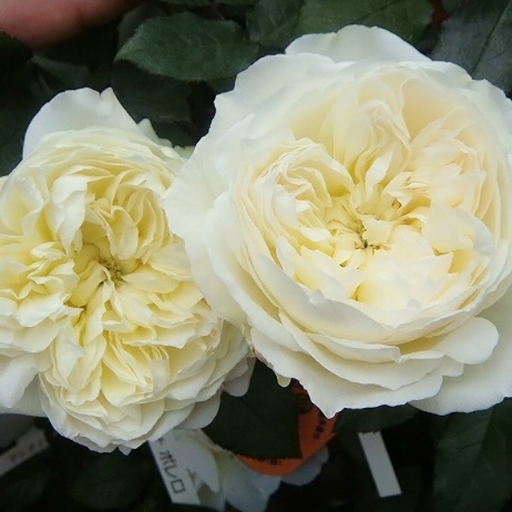 000000004691-03.jpg?size=l&w=