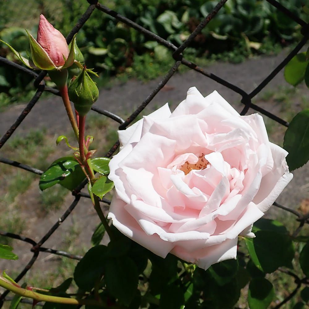 000000004700-02.jpg?size=l&w=