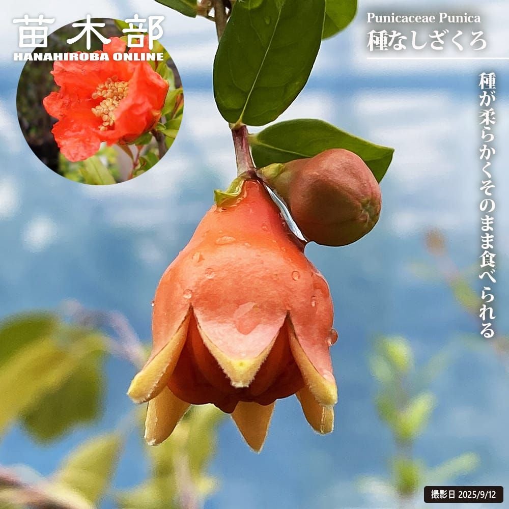 000000004703-01.jpg?size=m&w=