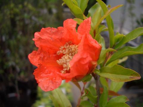 無農薬 ザクロ ざくろ 柘榴 4年生 苗木 蕾 花付きhmdt8 Amazon.co.jp: 種