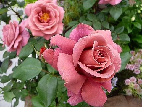 000000004709-02.jpg?size=l&w=