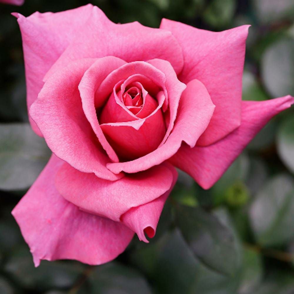 000000004709-06.jpg?size=l&w=