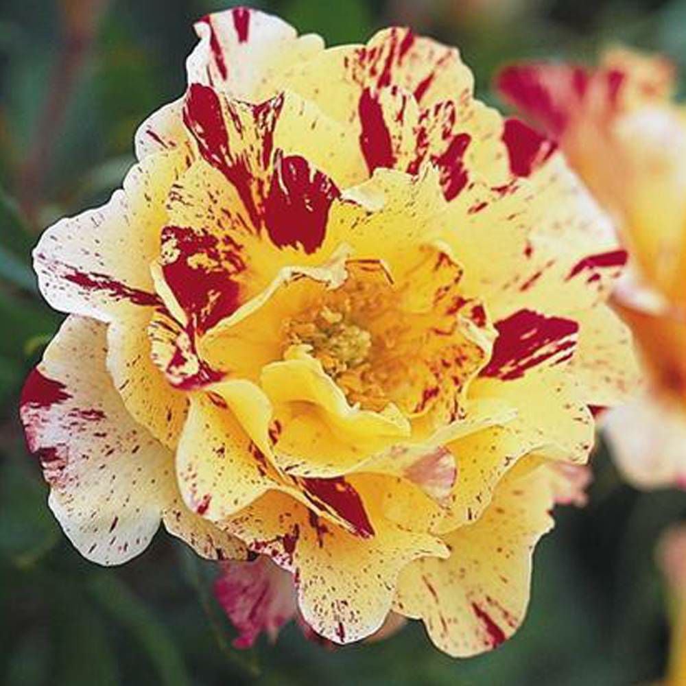 000000004713-05.jpg?size=l&w=