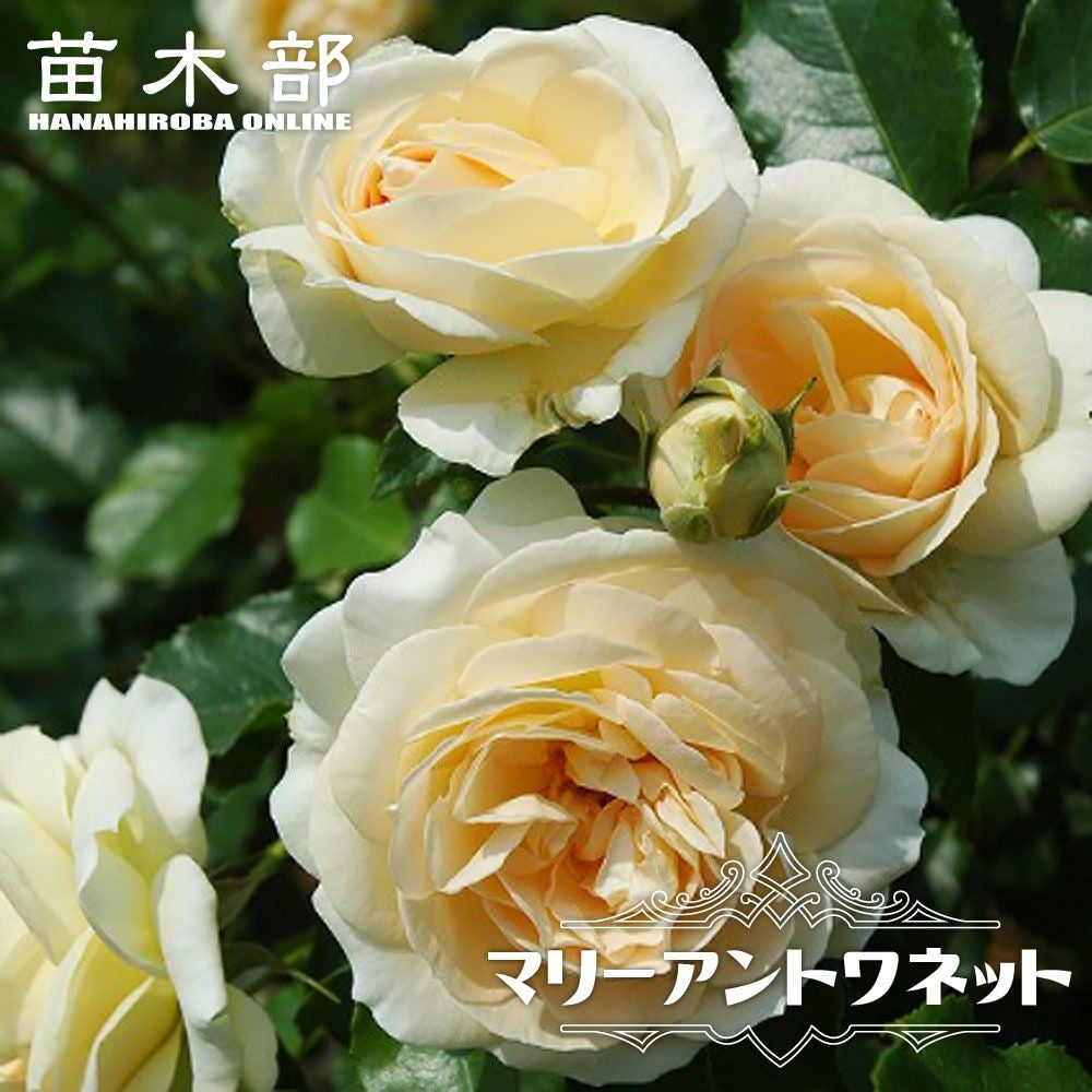 000000004724-01.jpg?size=l&w=