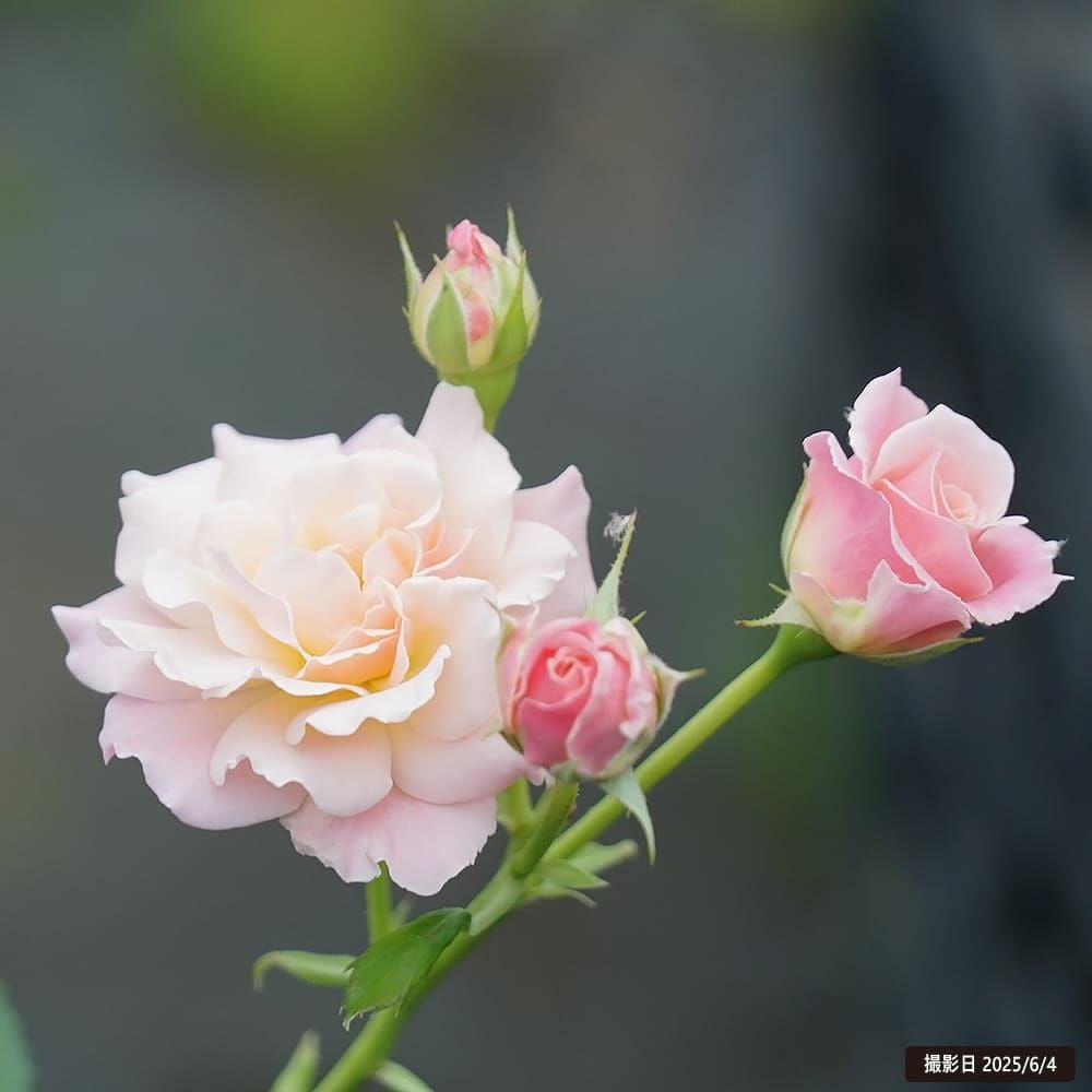 バラ シュシュ FL フロリバンダ 苗 販売 苗木部 By 花ひろばオンライン