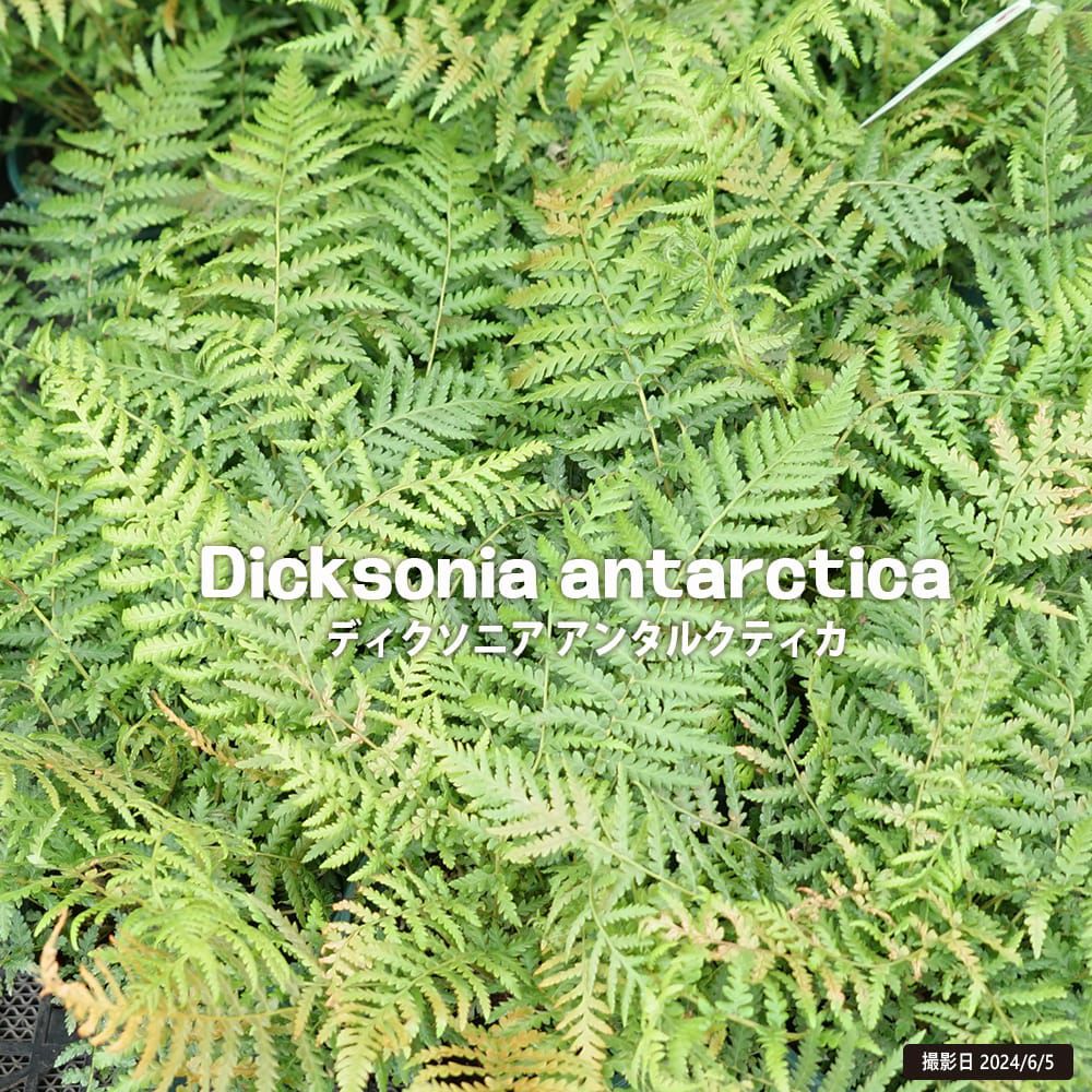 000000104857-01.jpg?size=m&w=